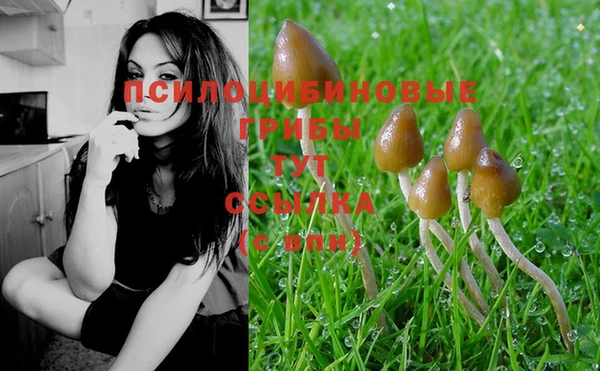 PSILOCYBIN Алзамай